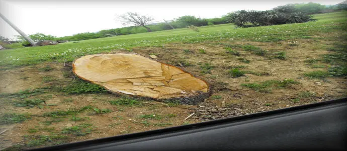 Aquino (Fr) e gli sterminatori di alberi