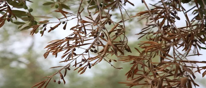 Per la Xylella Gabrielli annuncia piano nazionale