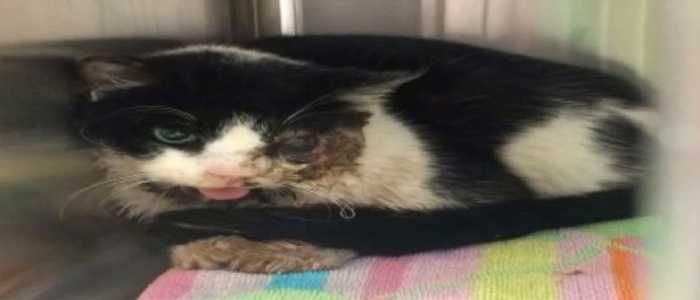 Florida: gatto "resuscita" cinque giorni dopo la sepoltura