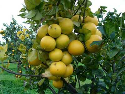 Calabria: sarà l'albero di bergamotto il segno identificativo della regione