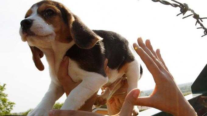 Green Hill: condannati i responsabili dell'allevamento di cani beagle