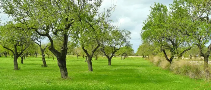 Pepe al Governo: "troppe tasse per l'agricoltura abruzzese"