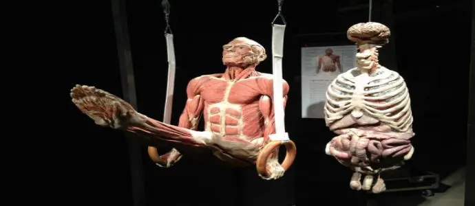 Open Lecture: visita guidata del prof. Marco bussagli alla mostra Body Worlds