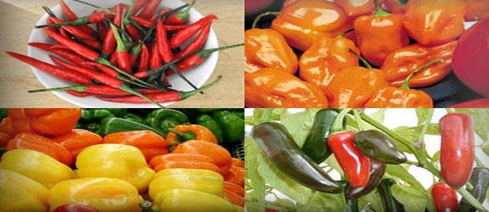 Da Matera un unico appello "L'Accademia non deve morire"