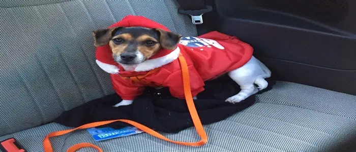 LAV: No ai botti di Capodanno, evitiamo tragedie per gli animali