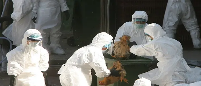 Aviaria: torna l'allarme in Giappone