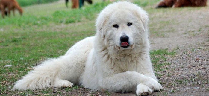 Udine: un uomo spara al cane dei vicini con un fucile da sub perchè non smetteva di abbaiare