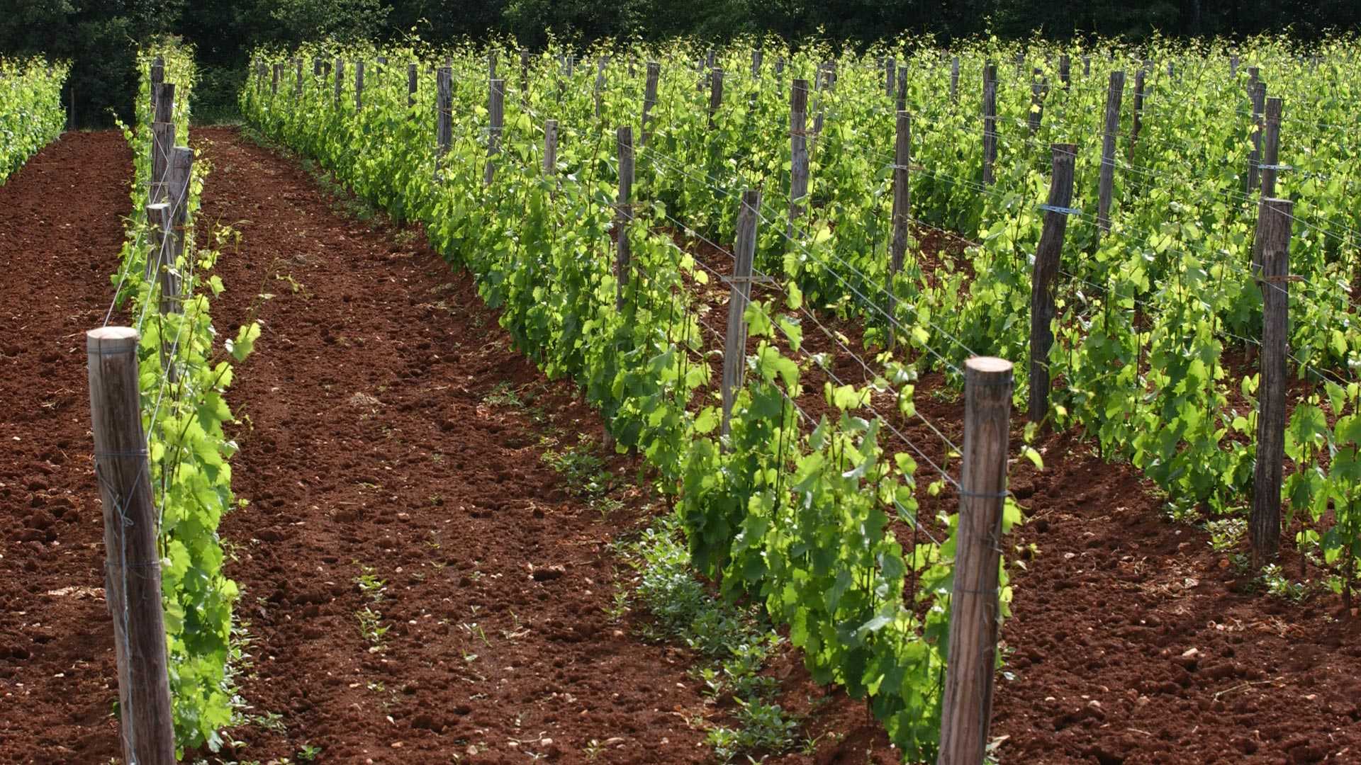 Tar Lazio accoglie istanza Anci Liguria: nessuna Imu sui terreni agricoli