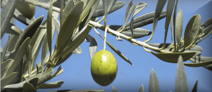 Olio d'oliva, Assitol e Federolio: bene affrontare emergenza ma serve nuovo piano olivicolo