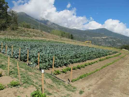 Imu terreni agricoli, pagamenti slittati al 26 gennaio; Cpel contrario al decreto