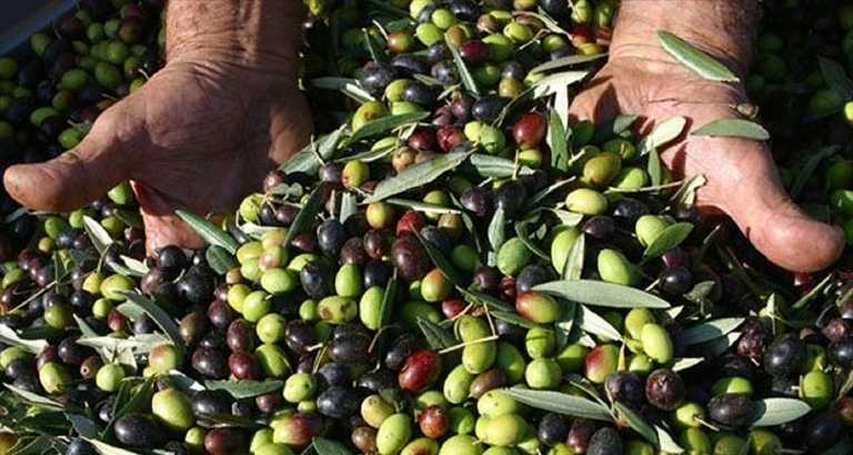 Olio, l'allarme della Coldiretti: furti di olive in aumento