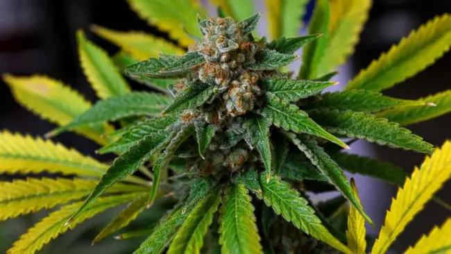 Perugia,  arrestato 59enne incensurato per spaccio