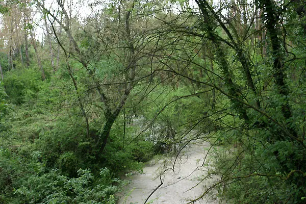 Casalbordino, WWF denuncia la distruzione del bosco sul fiume Osento