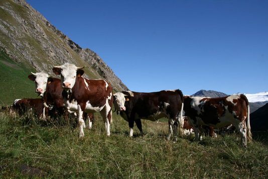 Produzione elevata di latte, rischio superamento quote