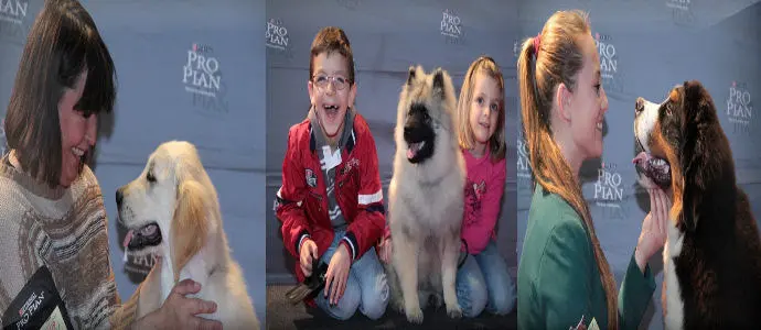 E' il levriero Russo Jernisse Infanta Esperanza Il pro Plan cup cucciolo dell'anno 2014