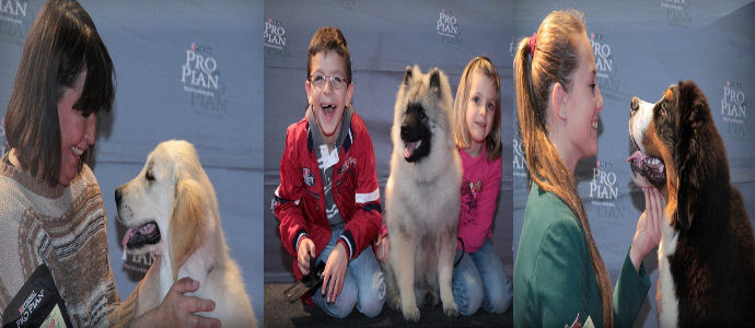 E' il levriero Russo Jernisse Infanta Esperanza Il pro Plan cup cucciolo dell'anno 2014