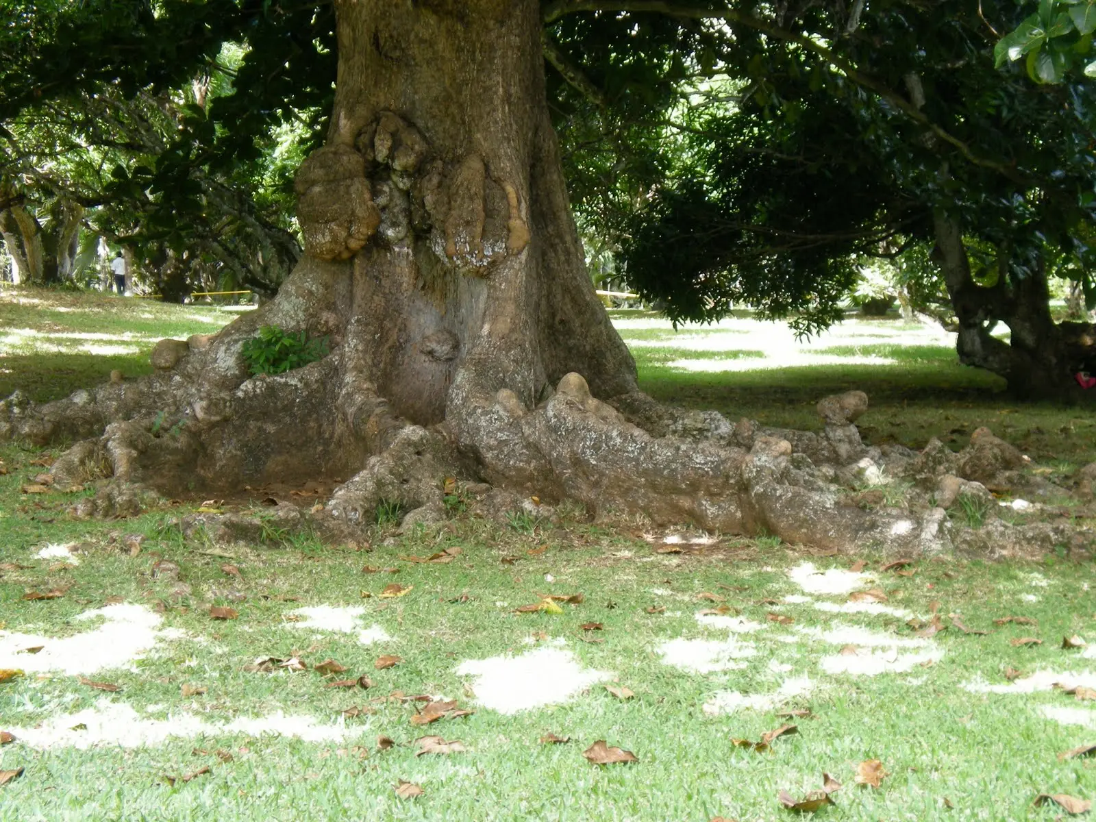 Inciampa sulla radice di un albero e porta il Comune a processo