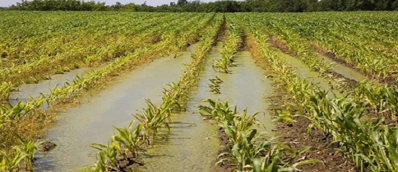 Maltempo, Coldiretti: "crolla made in Italy, conto da 2,5 mld"