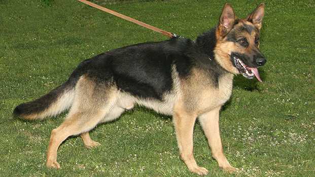 Trieste: toglie il guinzaglio al cane, multato di 300 euro