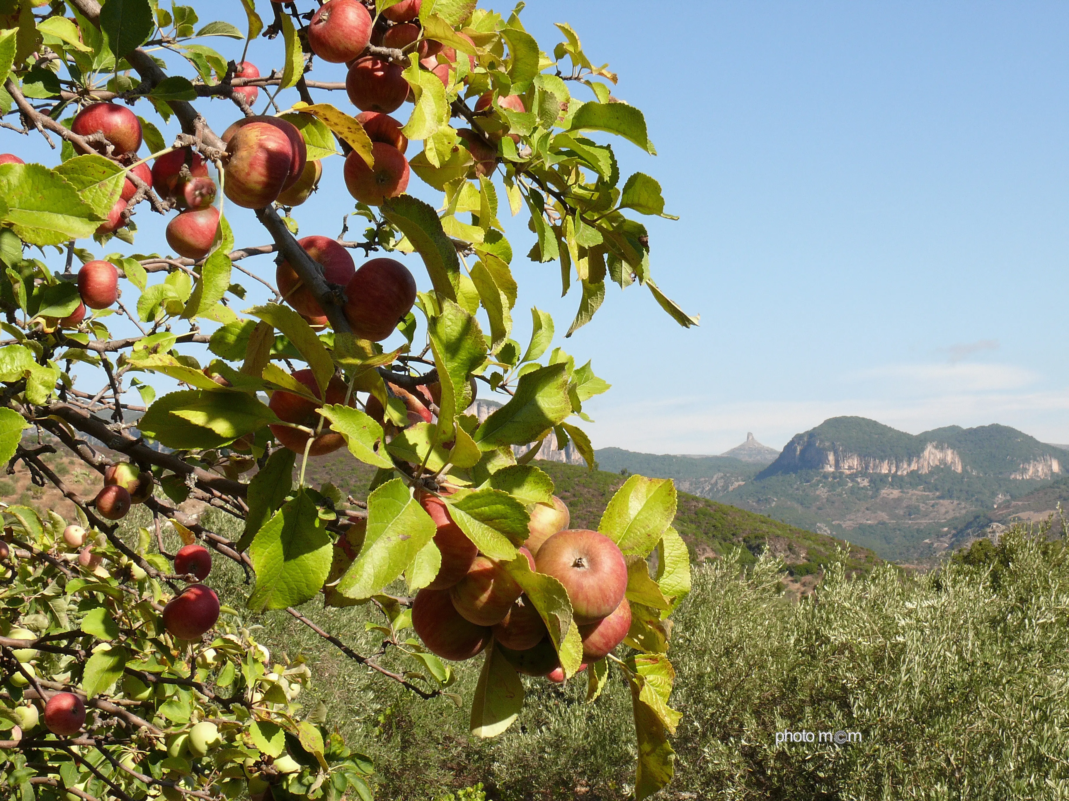 Tutto pronto a Ussassai per la Sagra della Mela