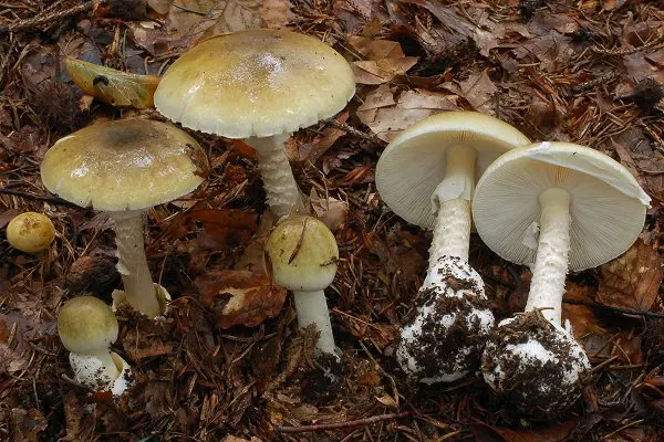 Cuneo: anziani avvelenati da funghi. Morta la donna, l'uomo è in condizioni gravi