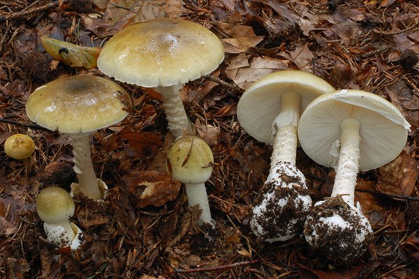 Cuneo: anziani avvelenati da funghi. Morta la donna, l'uomo è in condizioni gravi