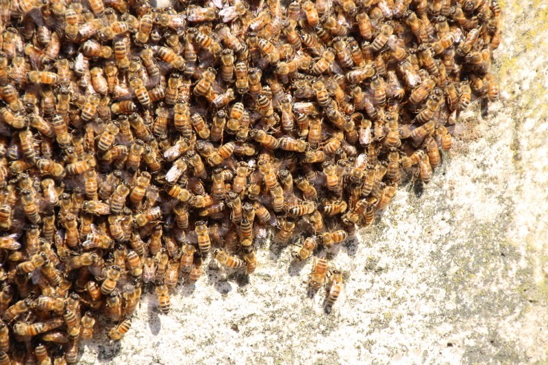 Rapallo, è morto l'uomo travolto da uno sciame di vespe