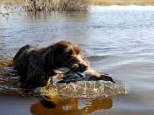 Cacciatore cerca di salvare il cane in acqua: muore annegato