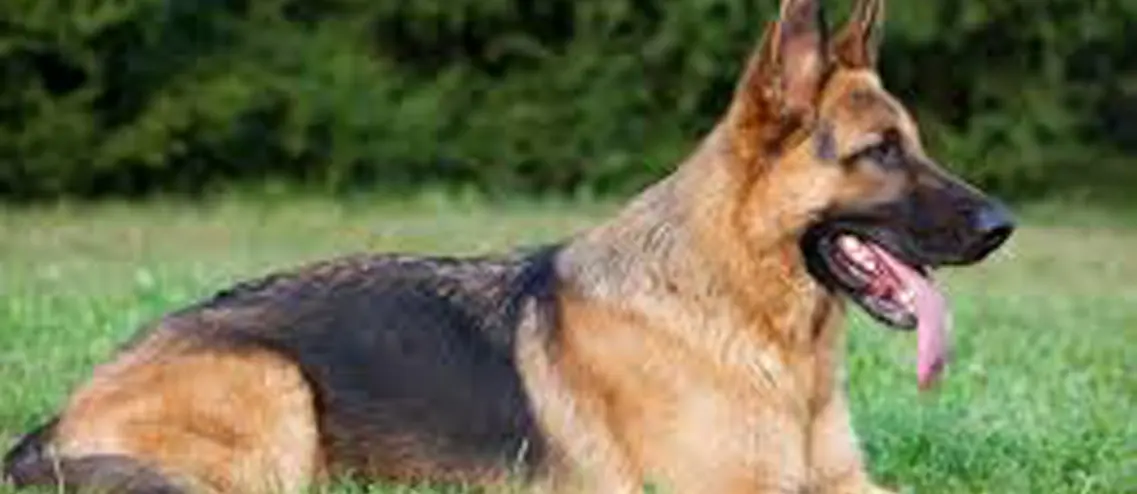 Roma, bambina di 3 anni muore azzannata dal proprio cane