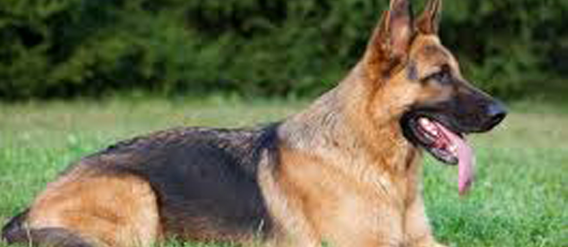 Roma, bambina di 3 anni muore azzannata dal proprio cane