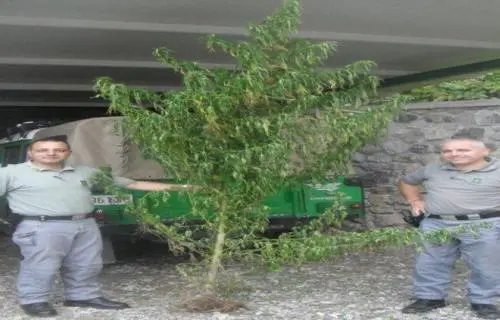 Sant'Agata d'Esaro: trovata pianta di Cannabis di oltre 3 metri di altezza