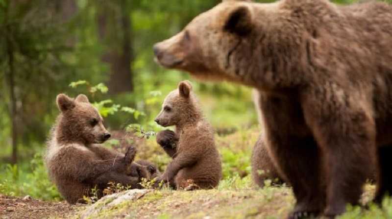 Il ministero: stop ai radiocollari con narcotizzazione dopo la morte dell'orsa Daniza