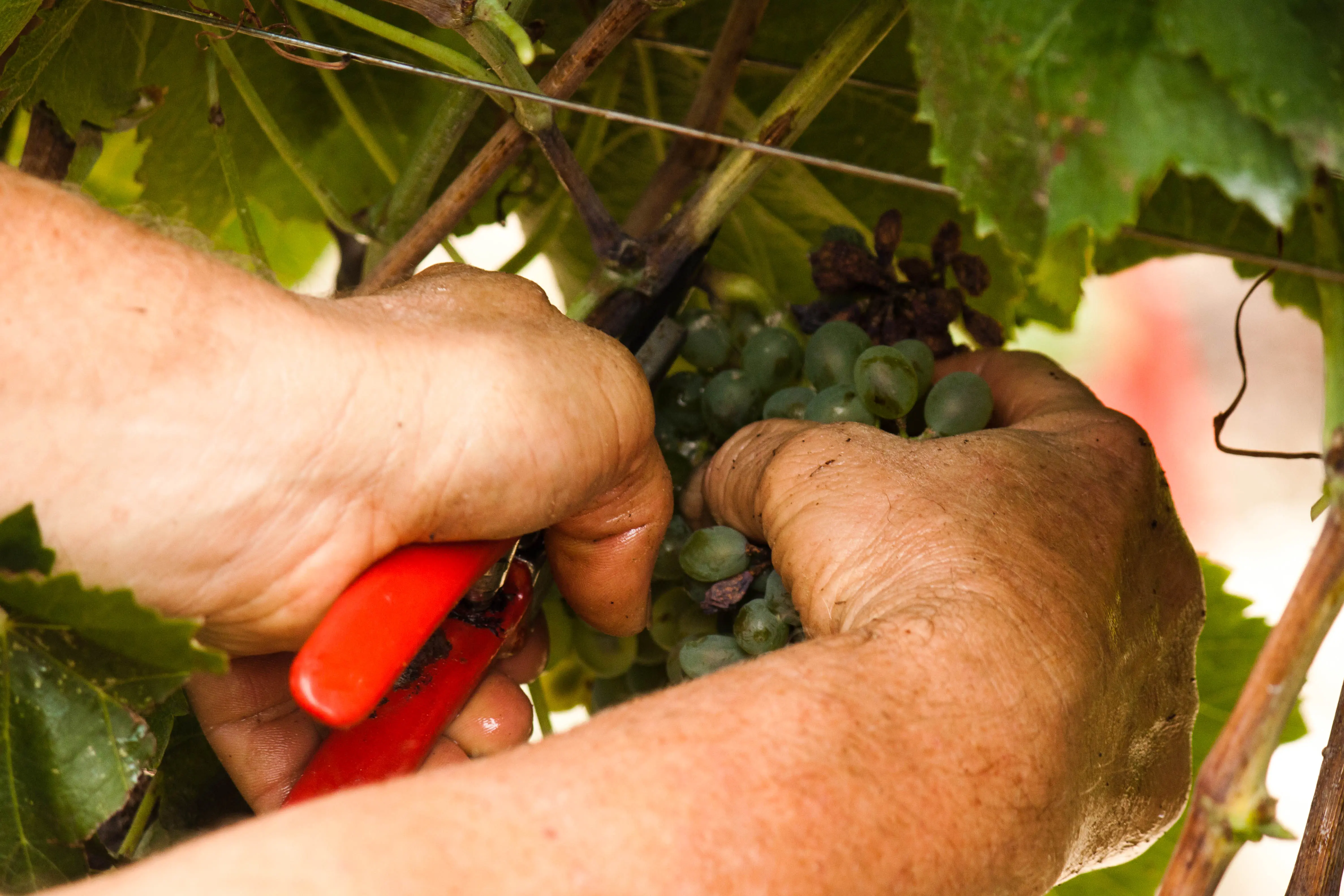 Bollicine alla Riscossa: l'ascesa dello Spumante del Sud [video]