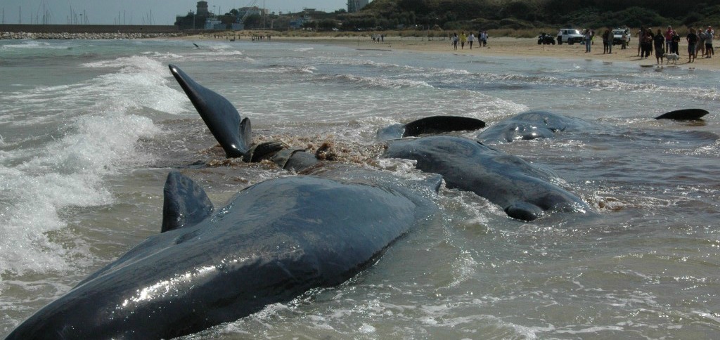 Capodogli a Vasto: trovato gas nel sangue. Grillo: colpa delle petroliere