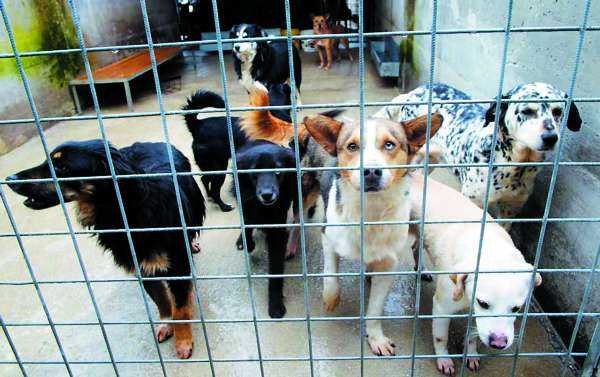 Canile lager, cani tenuti in precarie condizioni igieniche: tre denunce