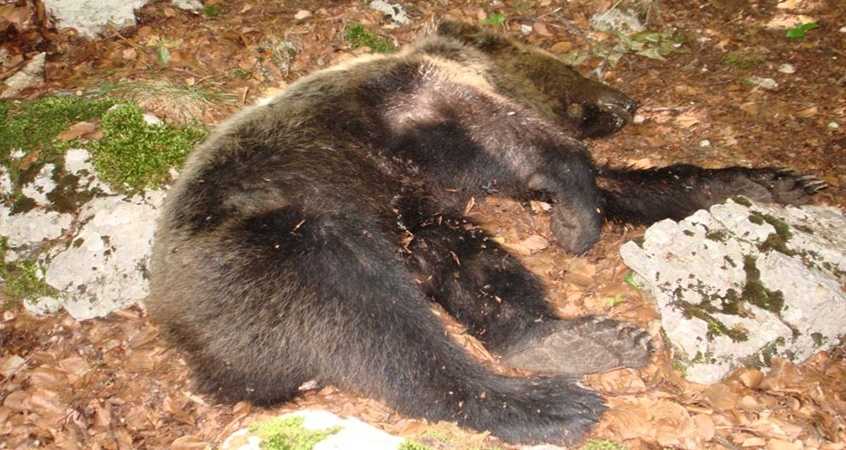 Trovata la carcassa di un orso nell'aquilano: si sospetta l'avvelenamento