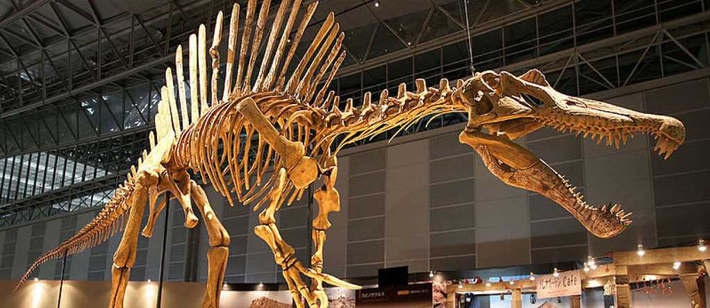 "Spinosaurus aegyptiacus", ricostruito il più grande dinosauro predatore di tutti i tempi
