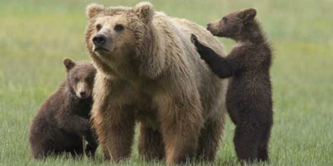L'orsa Daniza è morta a seguito della telenarcosi