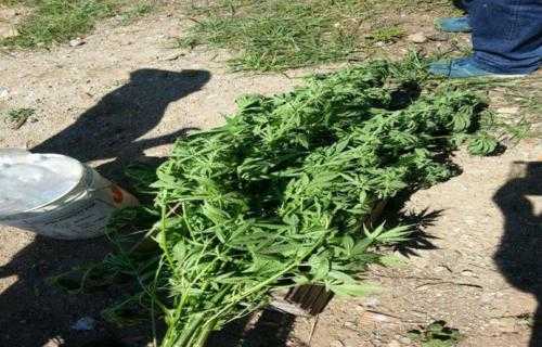 S.Agata d'Esaro (Cs): coltivava Cannabis nei boschi, arrestato in flagranza di reato