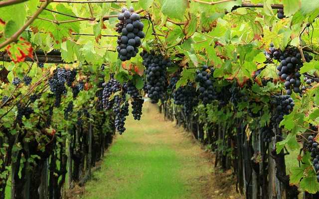 Taglio quote vino, le reazioni dei viticoltori. Veronica Adami: "Dobbiamo preservare qualità locale"