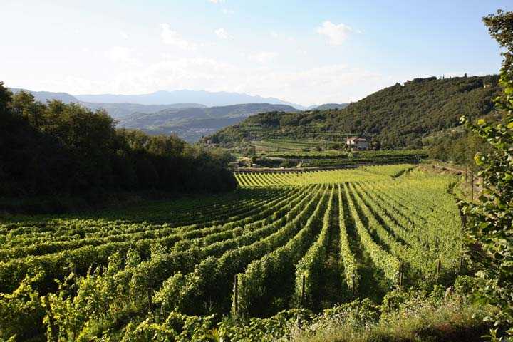 Estate anomala, il Consorzio Valpolicella chiede alla Regione riduzione quota uva per Amarone