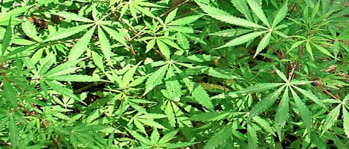Droga: sequestrate 5 piantagioni marijuana nel Cosentino