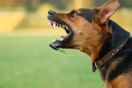 Aizzano cane contro eritreo e lo aggrediscono: arrestati due romeni