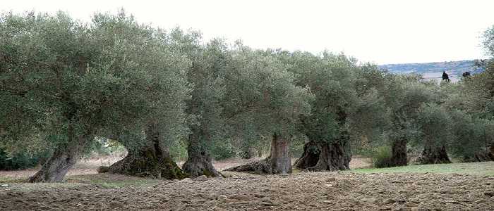La Xylella Fastidiosa incide sulla produzione degli ulivi salentini