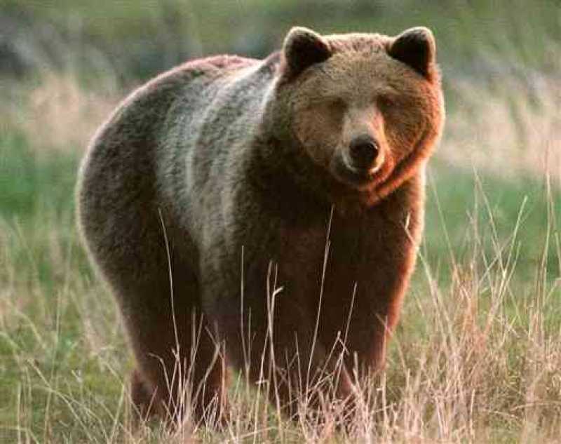 Pescocostanzo, avvistato orso marsicano nel paese