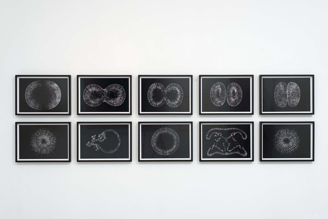 Lens On Life, meraviglie della scienza e dell'arte