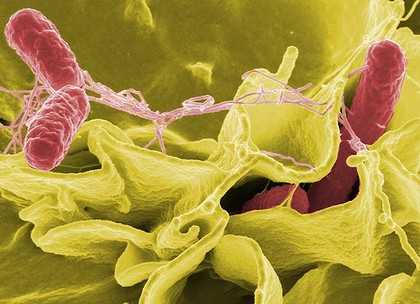 EFSA-ECDC: valutazione congiunta di un focolaio plurinazionale di infezioni da Salmonella
