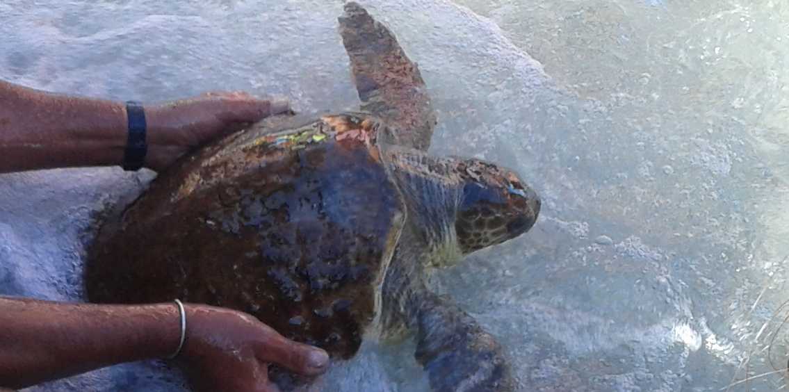 Taormina, si spiaggia una tartaruga ferita