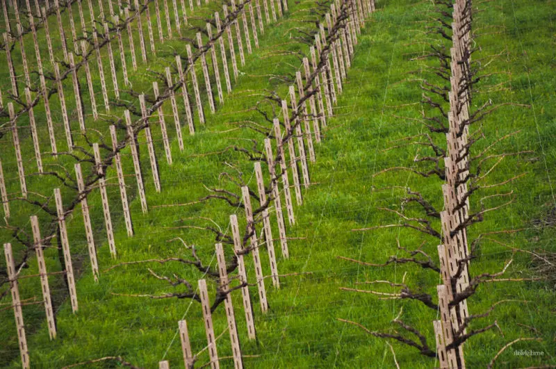 Agricoltura, 4 mln per la riconversione dei vigneti abruzzesi