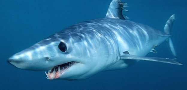Fiumicino: bimbo di nove anni pesca un cucciolo di squalo